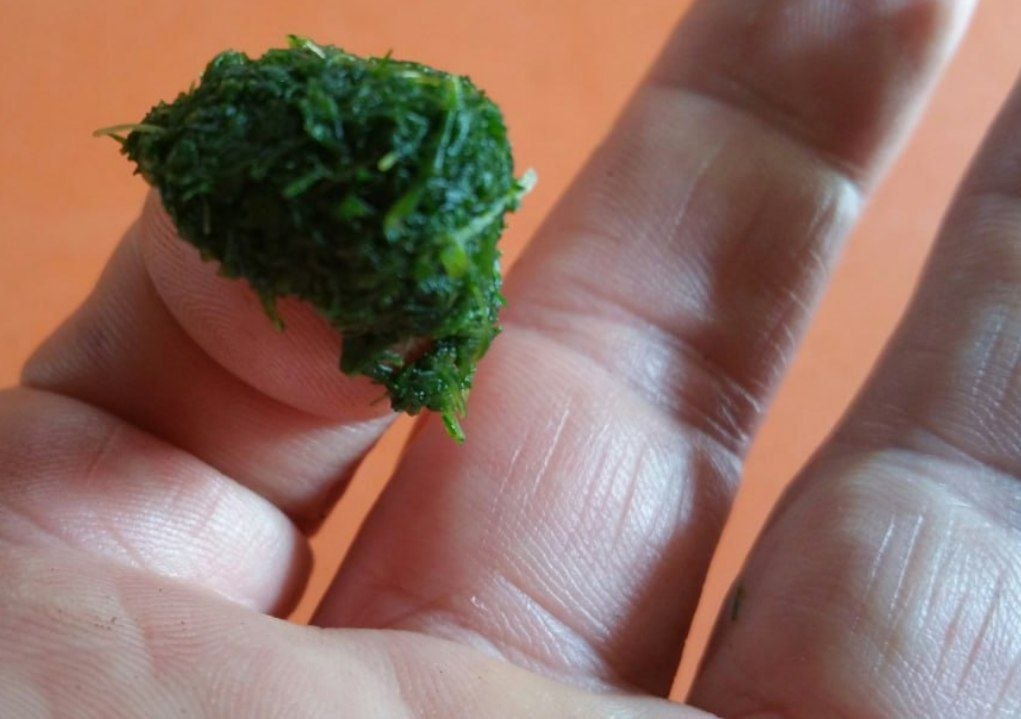 Une pâte verte d'achillée mâchée, prête à appliquer, sur un doigt