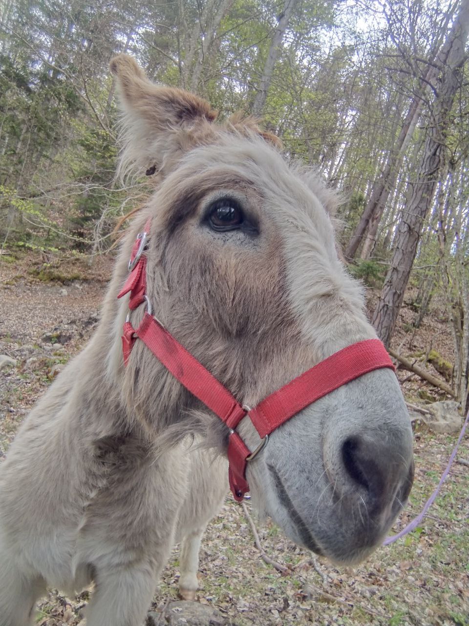 Portrait d'un âne au licol rouge, en forêt