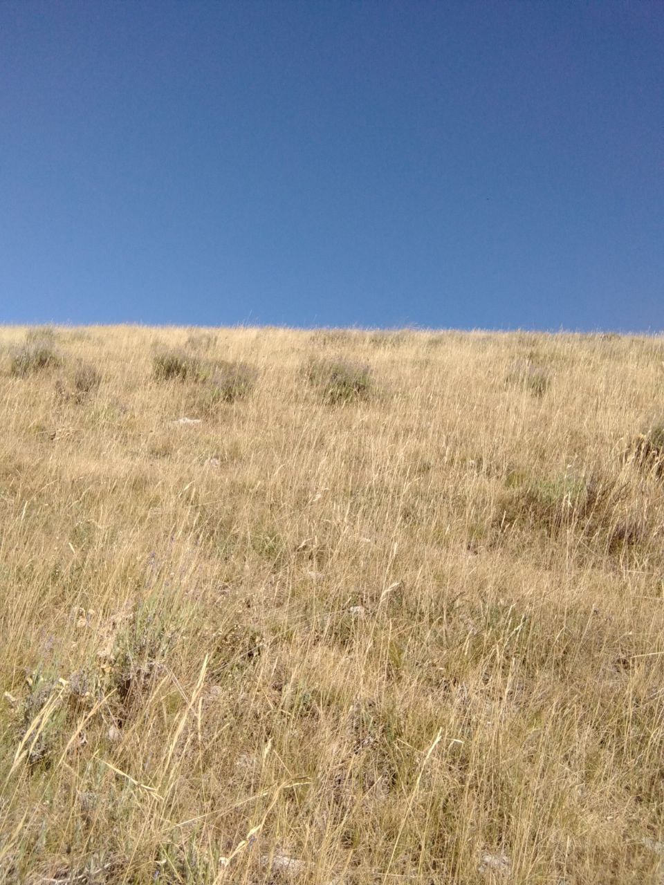 Pente d'herbes sèches sous un ciel bleu