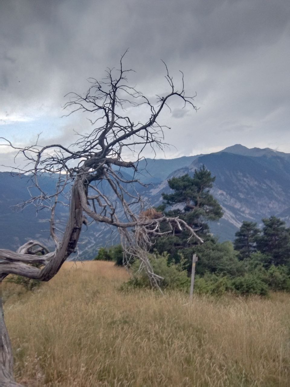Arbre mort noueux en alpage, montagnes à l'arrière-plan