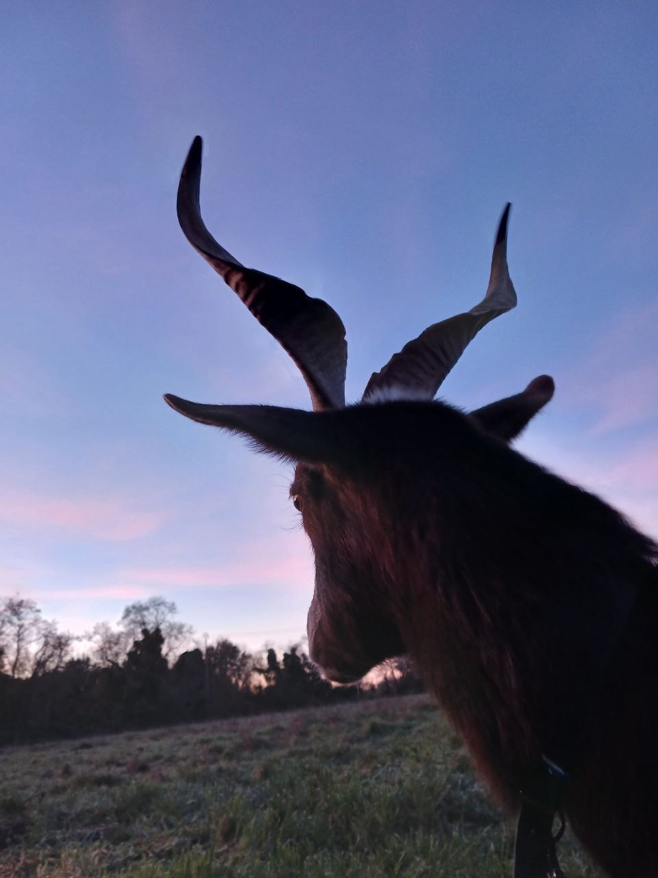 Une chèvre aux longues cornes, en silhouette au crépuscule