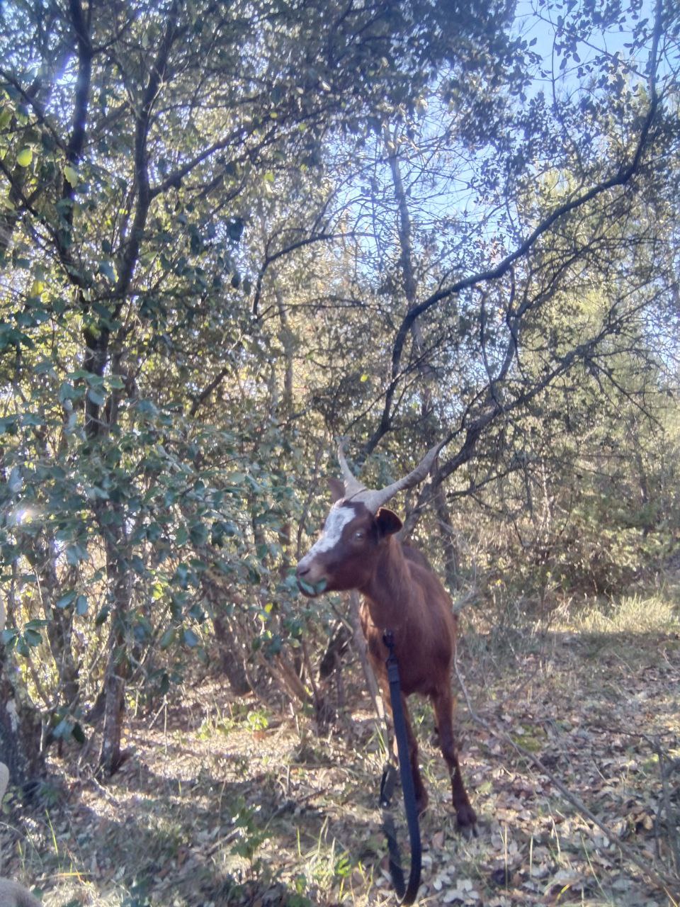Une des deux nouvelles chèvres, en forêt