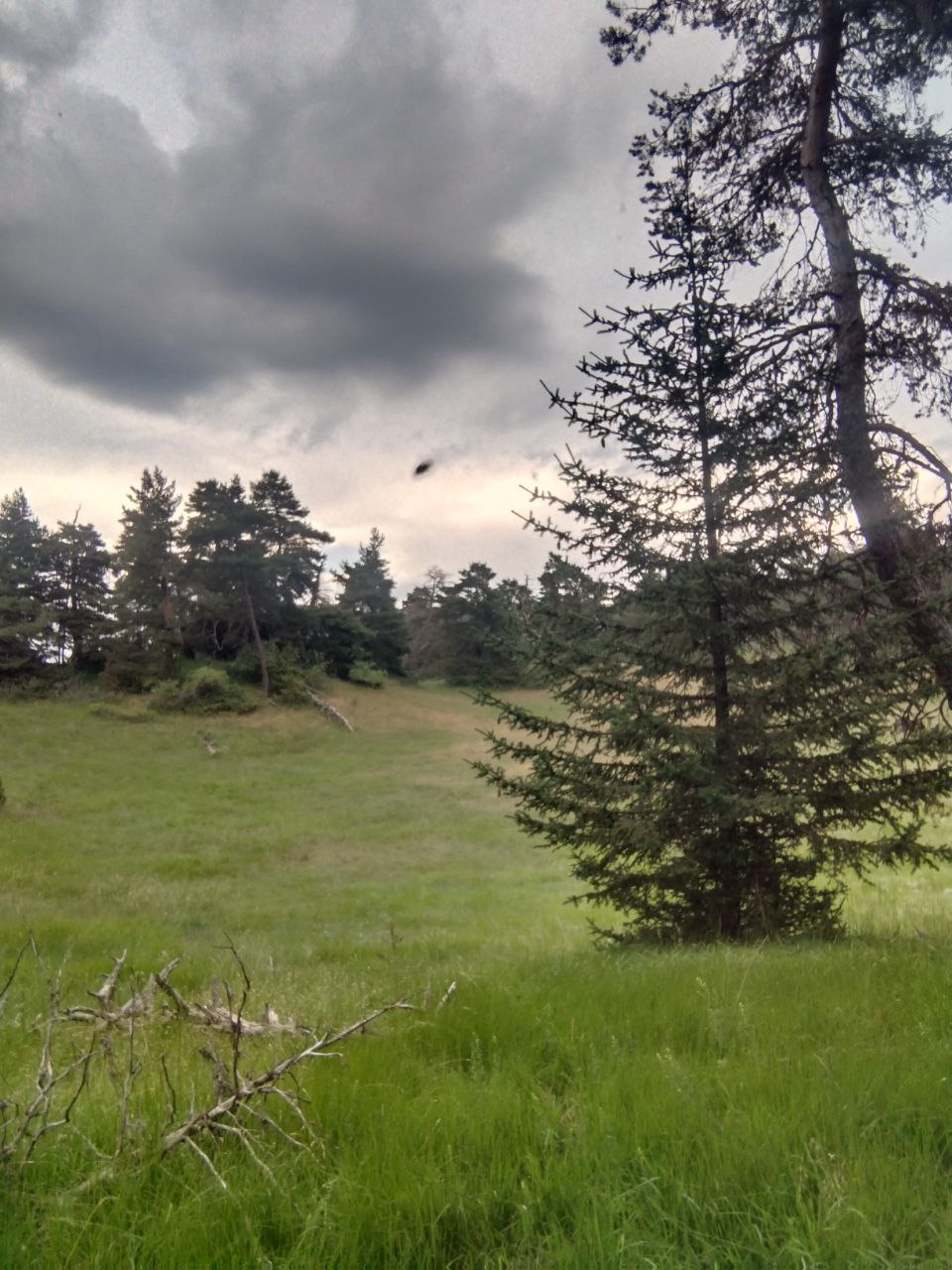 Clairière herbeuse en lisière de forêt, sous un ciel d'orage