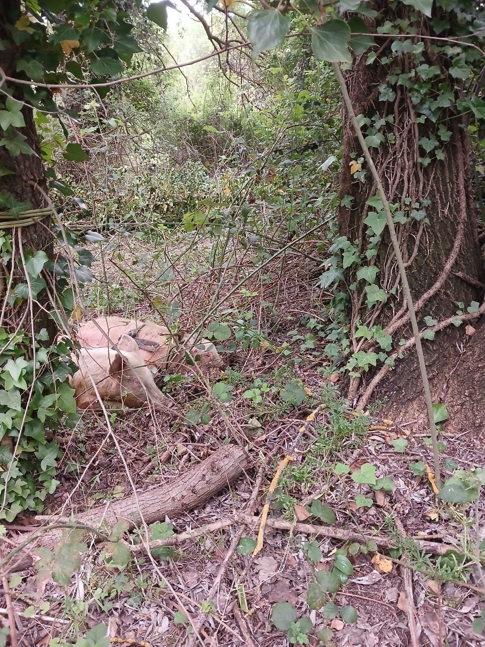 Des cochons au repos dans le sous-bois