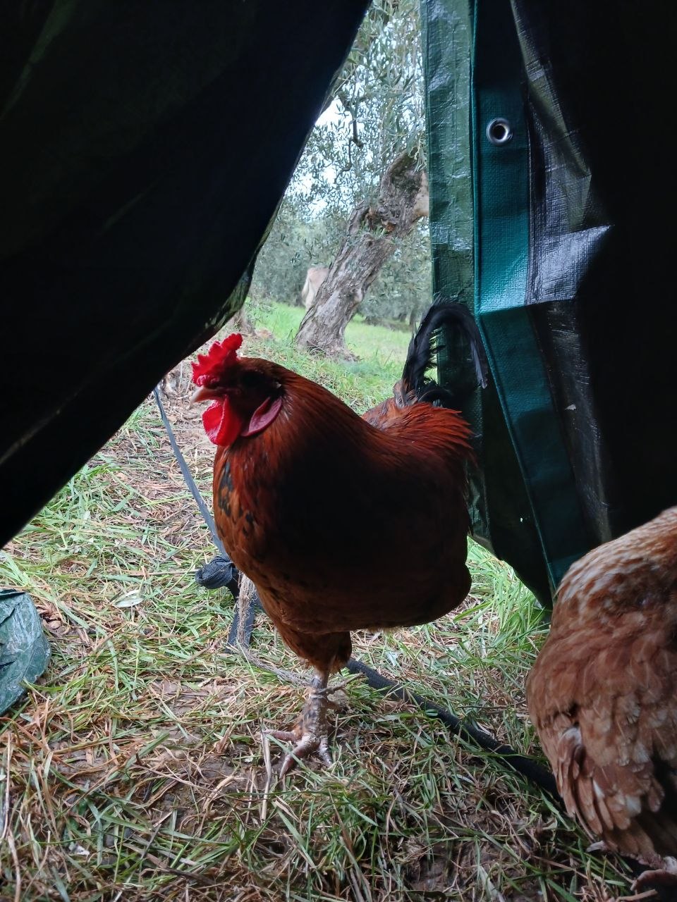 Un coq roux, à l'abri sous une bâche