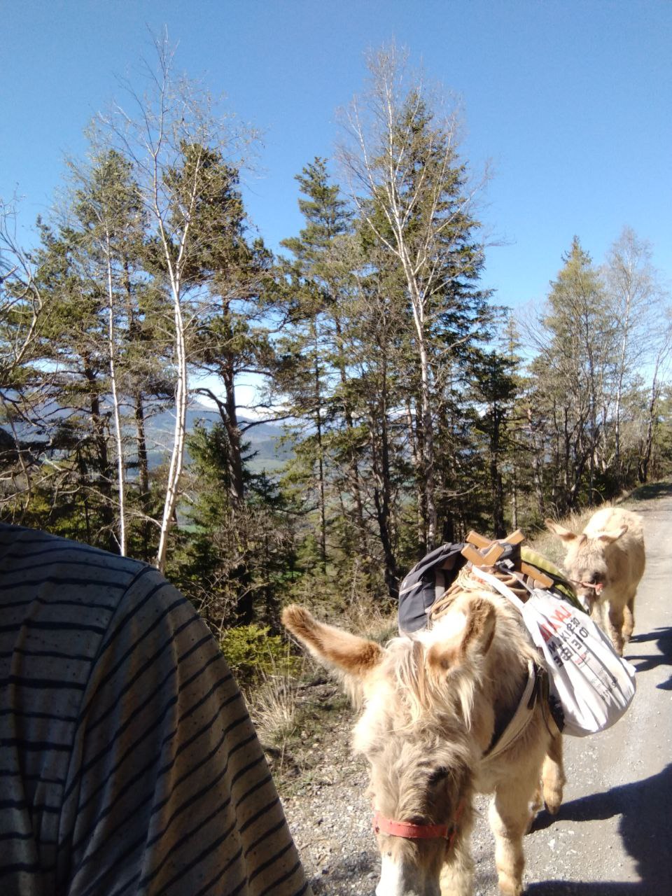 Deux ânes bâtés sur un chemin de montagne