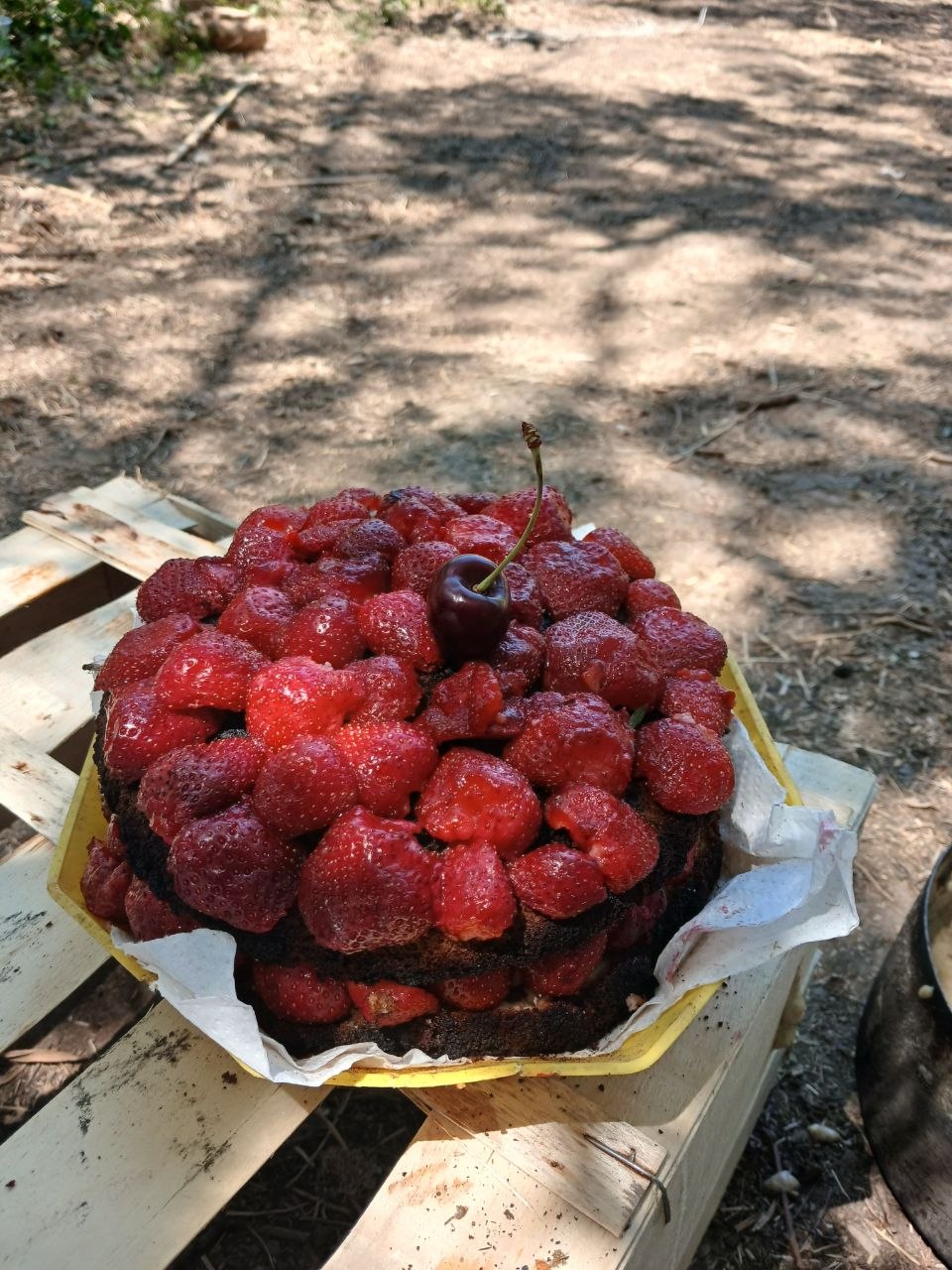 Un fraisier couvert de fraises et surmonté d'une cerise, posé sur une caisse en bois en pleine nature