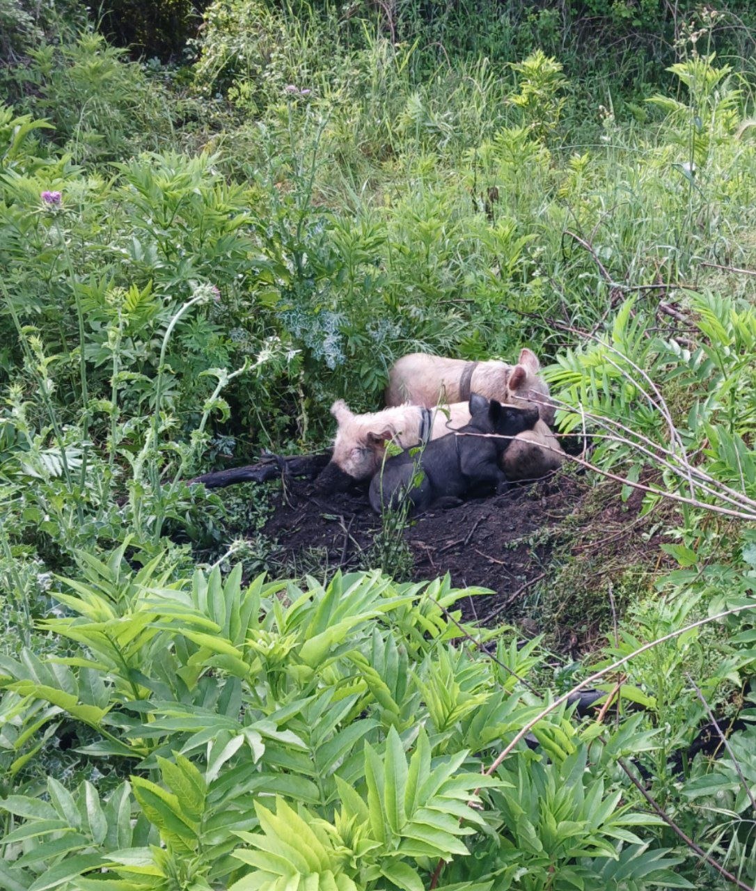Des cochons et un chien faisant la sieste dans la verdure