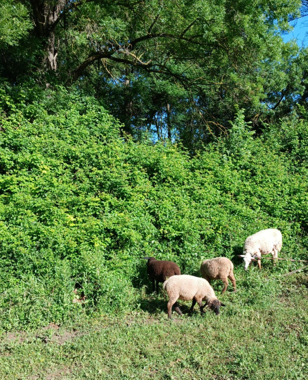 Des moutons au pâturage, en lisière de bois