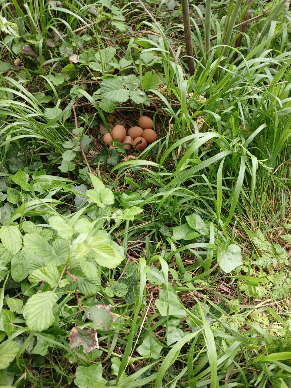 Une nichée d'œufs trouvée dans l'herbe