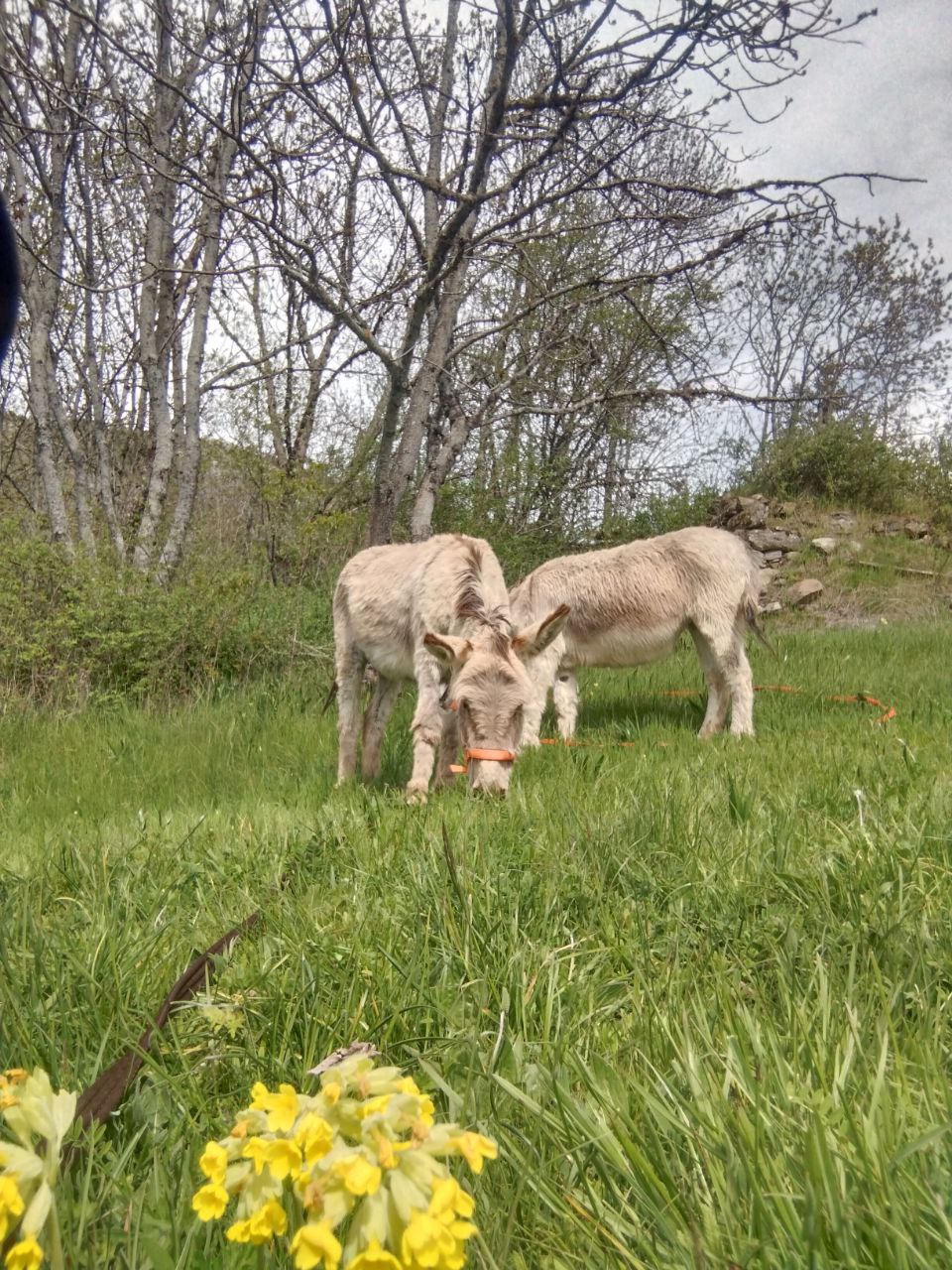 Deux ânes broutant dans un pré fleuri de coucous