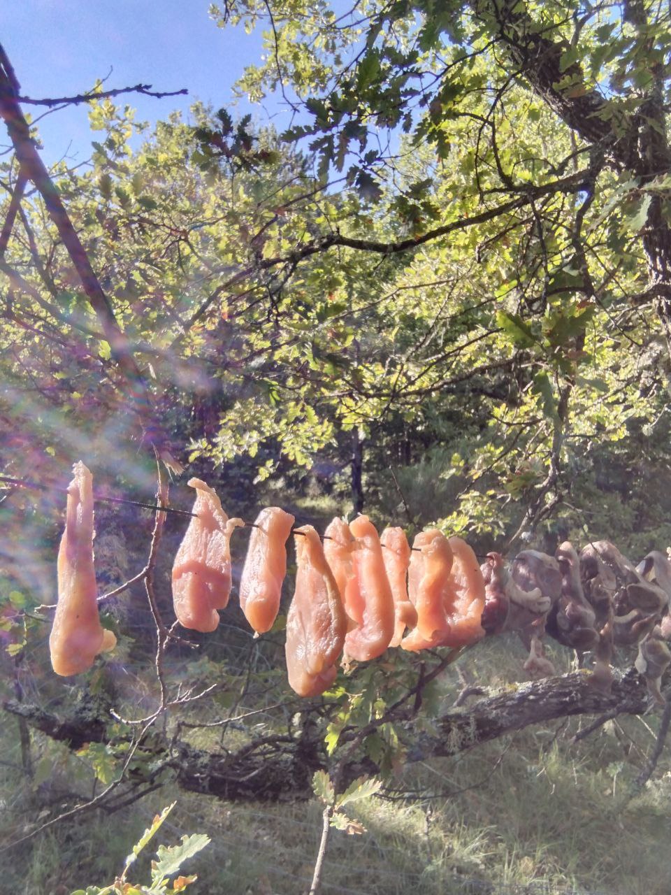 Lanières de viande en train de sécher à l'air libre, en forêt