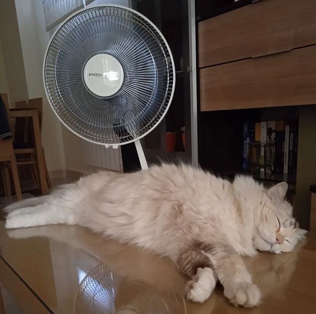 Conseils de canicule en médecine chinoise