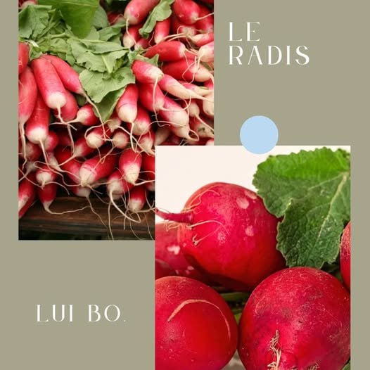 Le radis
