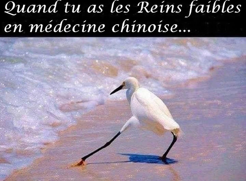 Une aigrette blanche aux pattes flageolantes sur une plage — « Quand tu as les Reins faibles en médecine chinoise… »