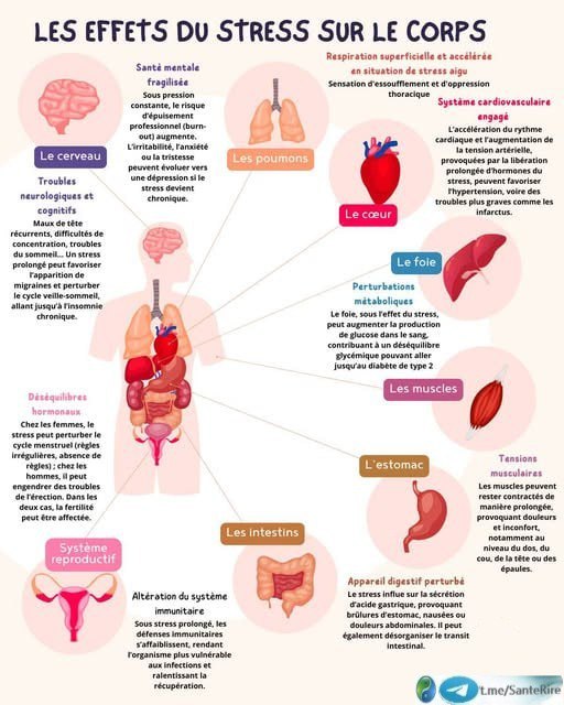 Infographie : les effets du stress sur le corps — Santé Rire