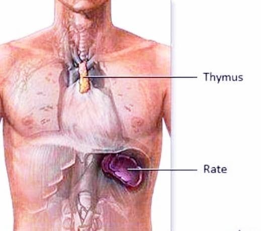 Le point du thymus, en haut de la poitrine
